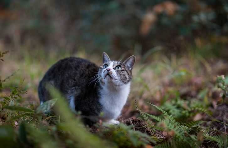 Menghabiskan 10 Tahun Merawat Kucing